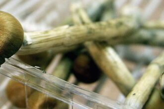 Magic Mushrooms 3 الفطر السحري يساعد بعض الناس على التعامل مع جائحة فيروس كورونا مجلة نقطة العلمية