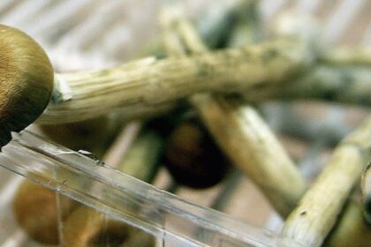 Magic Mushrooms 3 الفطر السحري يساعد بعض الناس على التعامل مع جائحة فيروس كورونا مجلة نقطة العلمية