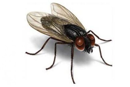 ذاكرة الذبابة أنثى ذباب الخيل ودم العلماء مجلة نقطة العلمية