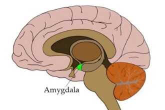 1 1 هل تمكن العلم التجريبي من تحديد مكان “العقل الباطن” تشريحيا ؟ مجلة نقطة العلمية