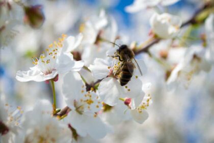 shutterstock 415339579 web مع انخفاض أعداد النحل..كيف تنشئ حديقة الملقحات؟ مجلة نقطة العلمية