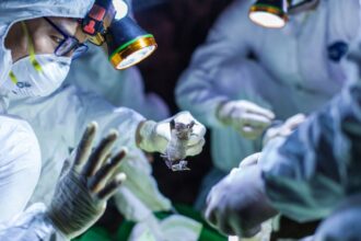 Coronavirus bats cave collection 1280x720 أصل الوباء بالدلائل .. هل تطور الفيروس في الطبيعة أم تدخل البشر في صناعة الوباء؟ مجلة نقطة العلمية