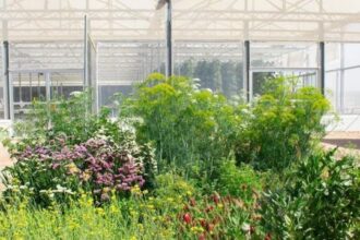 الأمن الغذائي