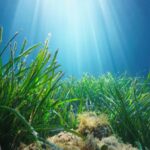 ocean تهديد جديد لأعشاب البحر..التلوث الضوضائي تحت الماء الذي يسببه الإنسان مجلة نقطة العلمية