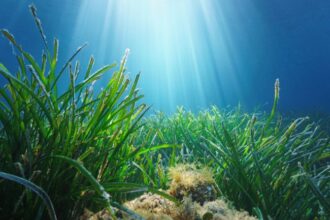 ocean تهديد جديد لأعشاب البحر..التلوث الضوضائي تحت الماء الذي يسببه الإنسان مجلة نقطة العلمية