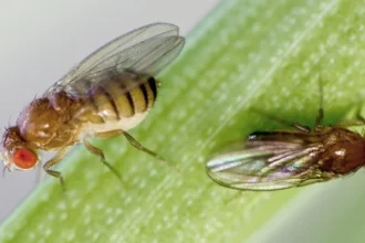 DrosophilaPreyForSecretCarnivorousPlant 1024 اكتشاف نبات يأكل اللحوم التي تلقح أزهاره سرا مجلة نقطة العلمية