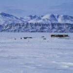 PRI 196549844 كيف يساهم تغير المناخ في انتقال الفيروسات إلى الأنواع في القطب الشمالي؟ مجلة نقطة العلمية