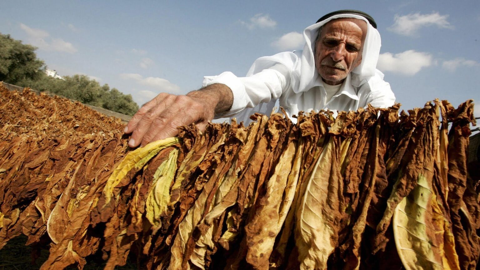 زراعة التبغ