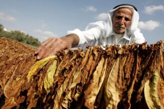 زراعة التبغ