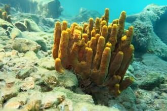 الإسفنجيات