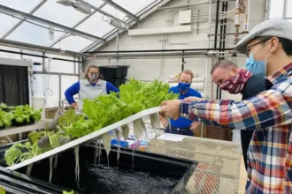 1637776287410 الزراعة المائية وسيلة ناجعة لإنتاج الغذاء المستدام بدون تربة! مجلة نقطة العلمية