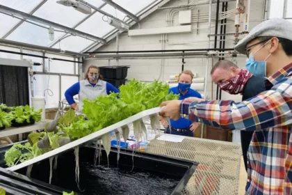 1637776287410 الزراعة المائية وسيلة ناجعة لإنتاج الغذاء المستدام بدون تربة! مجلة نقطة العلمية