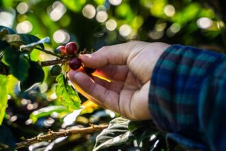 220126101857 colombia coffee farm 120121 file restricted exlarge 169 أخبار سيئة لمحبي القهوة: تغير المناخ يهدد زراعة البن مجلة نقطة العلمية