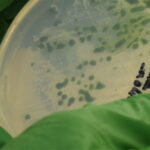 recent algae discovery كيف يمكن للطحالب أن تعزز إنتاج الوقود الحيوي؟ مجلة نقطة العلمية