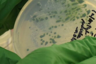 recent algae discovery كيف يمكن للطحالب أن تعزز إنتاج الوقود الحيوي؟ مجلة نقطة العلمية