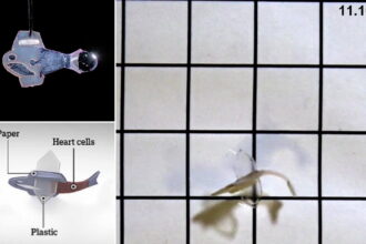 54069621 0 image a 5 1644591878824 علماء يبتكرون سمكة اصطناعية مصنوعة من خلايا قلب الإنسان مجلة نقطة العلمية