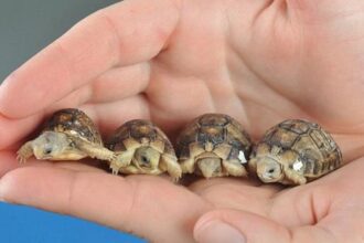 af0b9a72 9d8f 42b4 804d 14e24e82c615 16x9 1200x676 سافرت إلى الفضاء: 6 حقائق تعرفها عن السلحفاة لأول مرة مجلة نقطة العلمية