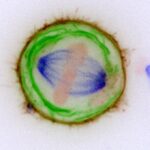 Chromosomes Membranes Living Cell علماء يحددون أصل السرطان من خلال "جراحة" الخلايا مجلة نقطة العلمية