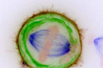 Chromosomes Membranes Living Cell علماء يحددون أصل السرطان من خلال "جراحة" الخلايا مجلة نقطة العلمية