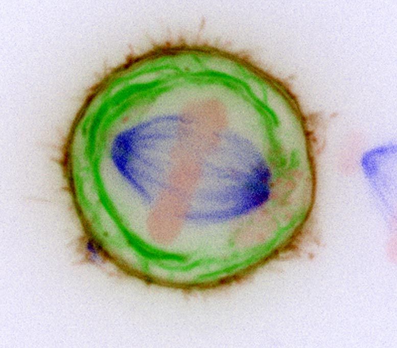 Chromosomes Membranes Living Cell مجلة نقطة العلمية
