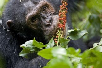 ms mange phytolacca 72dpi كيف تعالج الحيوانات نفسها بدون تدخل دوائي؟ مجلة نقطة العلمية