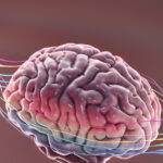 GettyImages 1130537061 kh8w8r عقار فموي قد يصلح الضرر الدماغي الناجم عن مرض الزهايمر مجلة نقطة العلمية