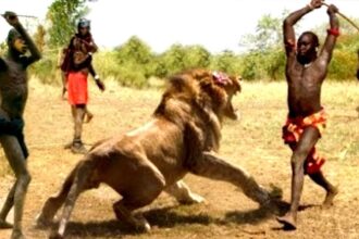 maxresdefault محاكاة الحيوانات المفترسة مجلة نقطة العلمية