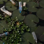 CA lake 07262022AP البكتيريا قد تكون مفتاح معالجة التلوث البلاستيكي في البحيرات مجلة نقطة العلمية