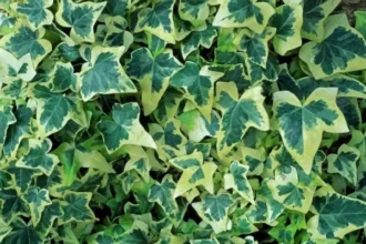 types ivy 12140 3 1604702935 10 نباتات تساهم في تنقية الهواء مجلة نقطة العلمية