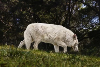 الذئاب الرهيبة