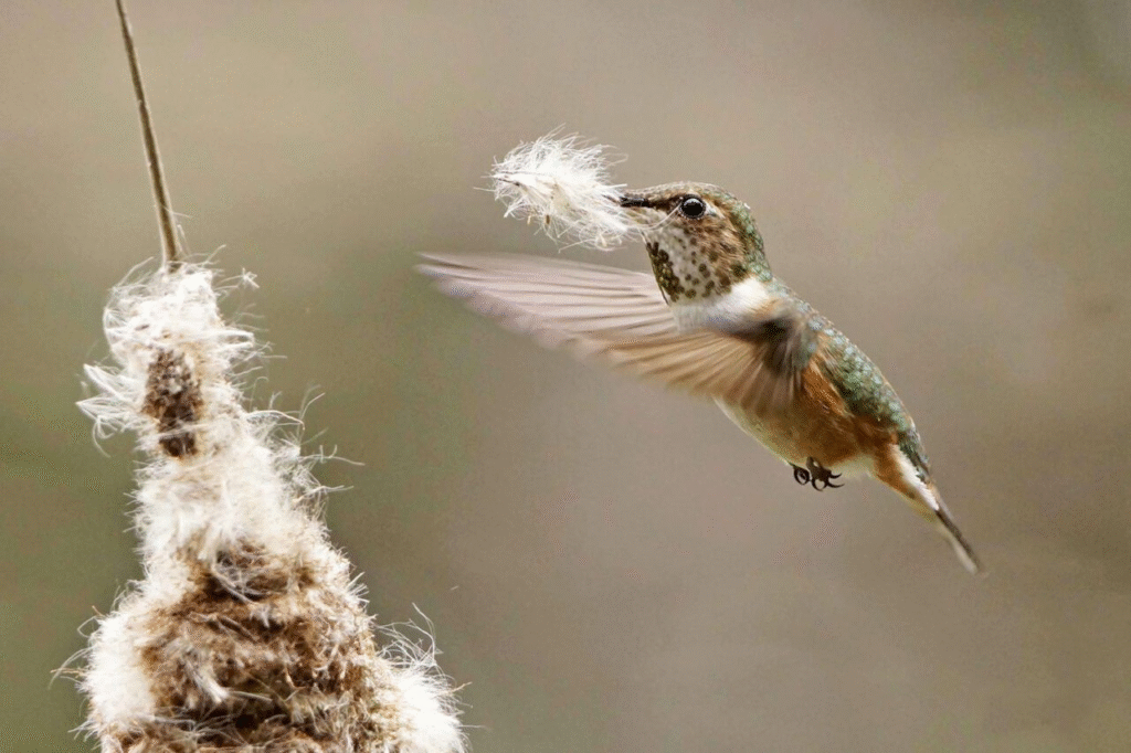 image 4 كيف تبني الطيور أعشاشها بتلك الدقة؟ مجلة نقطة العلمية