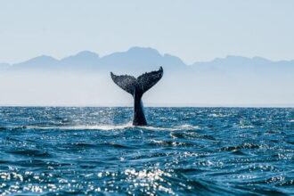 انقراض الحياة البحرية