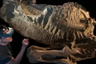 nok6adinosaur mummies 1 حفريات الديناصورات تثبت وجود حوافر لديها مجلة نقطة العلمية