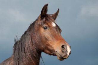 nok6awhy do لماذا عيون الخيول على جانبي رأسها مجلة نقطة العلمية