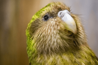 nok6aworlds only 1 الببغاء الوحيد في العالم غير القادر على الطيران يصمد أمام مرض الجلد المتقشر مجلة نقطة العلمية