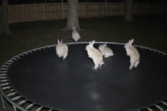 nok6aai videos مقاطع الفيديو المزيفة للحيوانات بتقنية AI تشكل خطرا.. كيف تكشفها مجلة نقطة العلمية