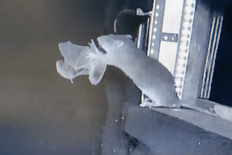 nok6acaught on فئران ترصد وتصطاد الخفافيش أثناء تحليقها مجلة نقطة العلمية