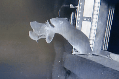 nok6acaught on فئران ترصد وتصطاد الخفافيش أثناء تحليقها مجلة نقطة العلمية