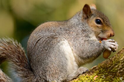 nok6ahow squirrels 3 السر وراء كيفية عثور السناجب على مخابئ الجوز مجلة نقطة العلمية