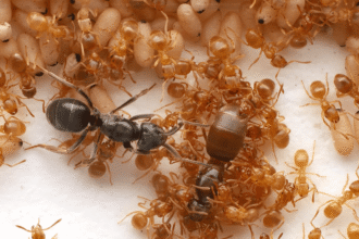 nok6aviolent queen النمل الطفيلي يقود انقلابا عنيفا ضد ملكة المستعمرة مجلة نقطة العلمية