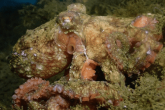 nok6awhat octopus كيف تتعلم شركات كريمات الوقاية من الشمس من هذا الأخطبوط مجلة نقطة العلمية