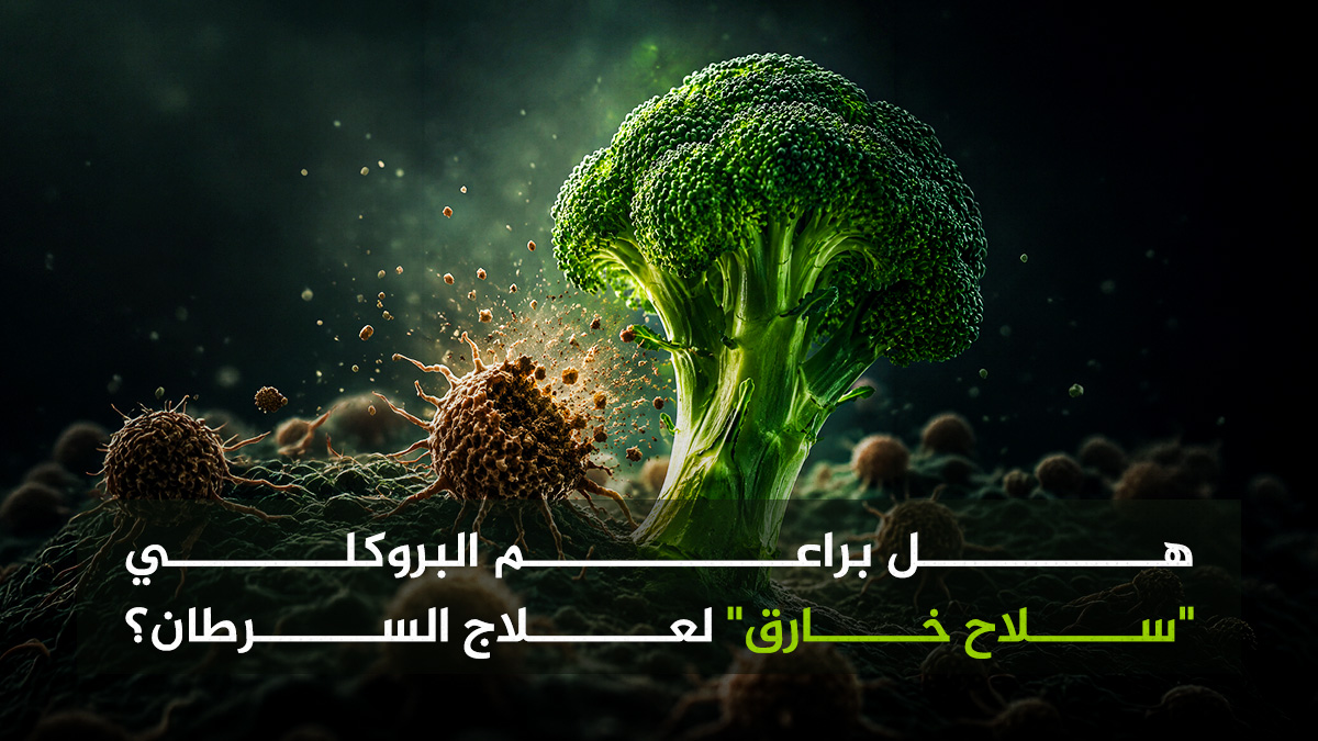 البروكلي  هل براعم البروكلي "سلاح خارق" لعلاج السرطان؟ مجلة نقطة العلمية