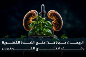 الريحان الريحان برئ من منع الغدة الكظرية وقف الكورتيزول مجلة نقطة العلمية