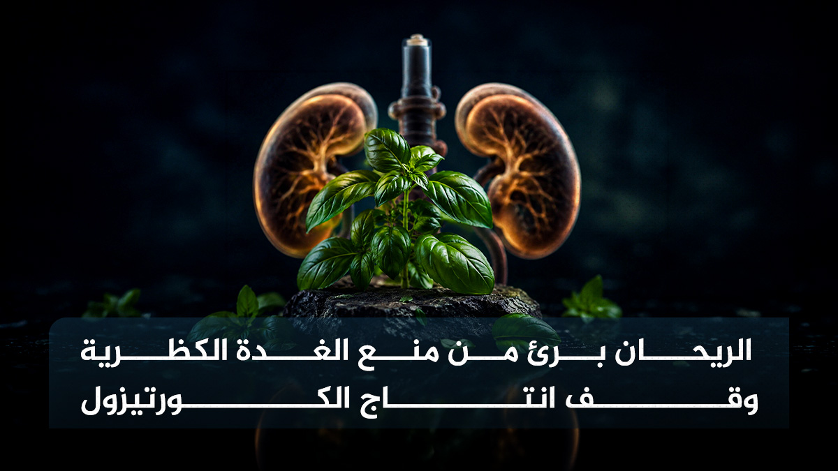 الريحان برئ من منع الغدة الكظرية وقف الكورتيزول 1 الريحان الريحان برئ من منع الغدة الكظرية وقف الكورتيزول مجلة نقطة العلمية